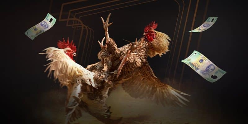 Đá Gà NEW88 Có Gì Hấp Dẫn Đến Vậy? 3 Đá gà Thomo NEW88