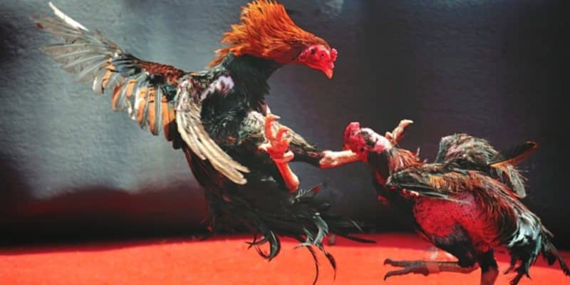 Đá Gà NEW88 Có Gì Hấp Dẫn Đến Vậy? 2 Điểm vượt trội của Đá Gà tại NEW88